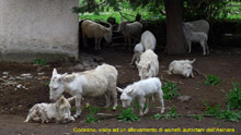 immagine 65 di 80